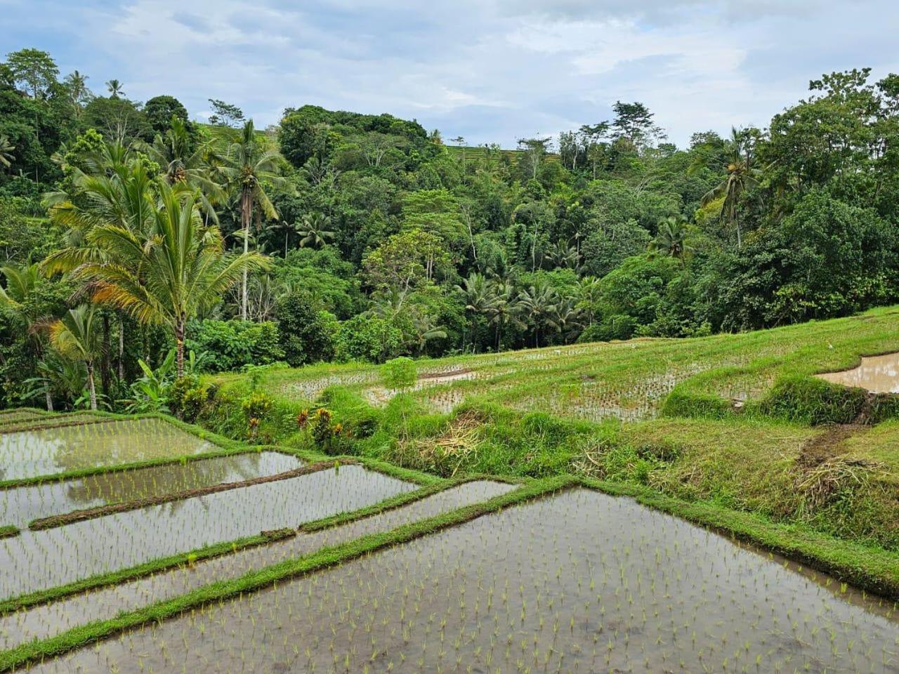 Umauthu Bali Villa Selemadeg Dış mekan fotoğraf